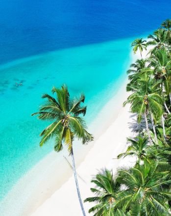 Sibon Baru - Palm Trees